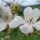 Fridericia florida