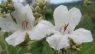 Fridericia florida