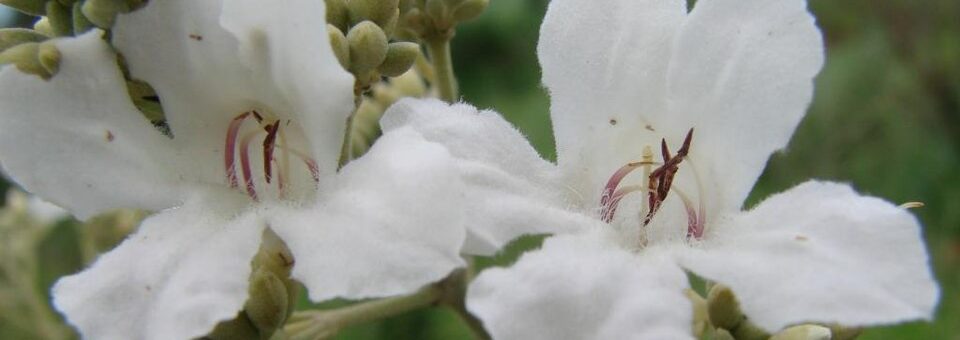Fridericia florida