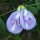 Clitoria mariana