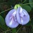Clitoria mariana