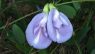 Clitoria mariana