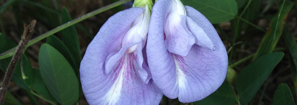 Clitoria mariana
