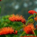 Combretum rotundifolium