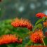 Combretum rotundifolium