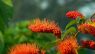 Combretum rotundifolium