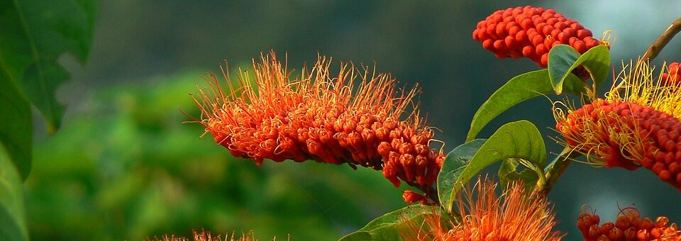 Combretum rotundifolium