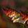Ipomoea lobata