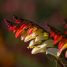 Ipomoea lobata