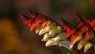 Ipomoea lobata