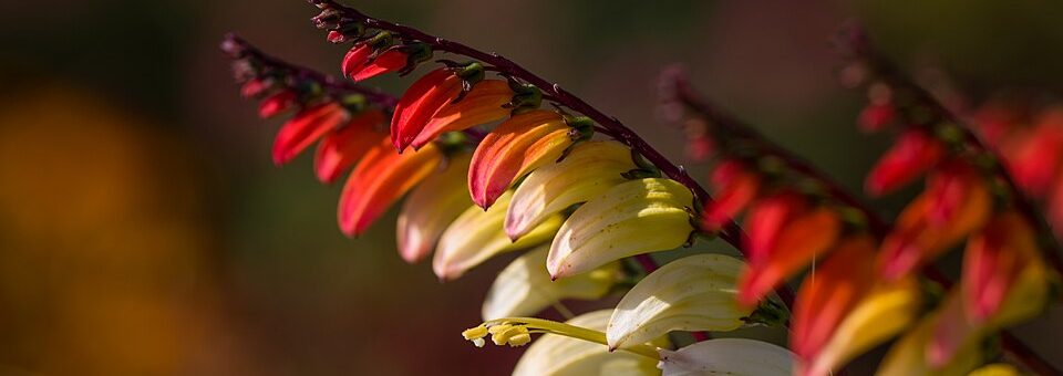 Ipomoea lobata