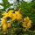 Jasminum humile