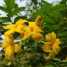 Jasminum humile