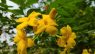 Jasminum humile