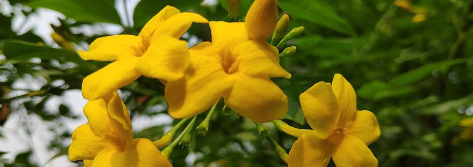 Jasminum humile
