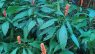 Aphelandra liboniana