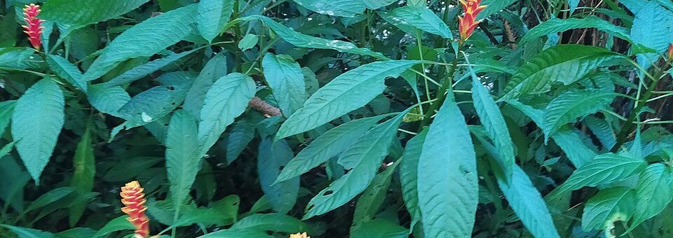 Aphelandra liboniana