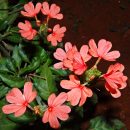 Crossandra infundibuliformis