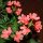 Crossandra infundibuliformis