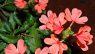 Crossandra infundibuliformis