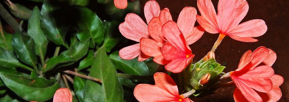 Crossandra infundibuliformis