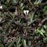 Hemigraphis repanda