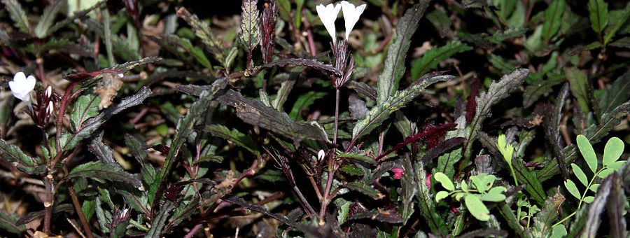 Hemigraphis repanda