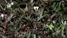 Hemigraphis repanda