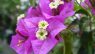 Bougainvillea glabra