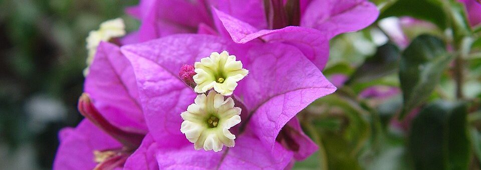 Bougainvillea glabra