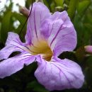 Bignonia binata