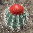Melocactus zehntneri