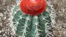 Melocactus zehntneri