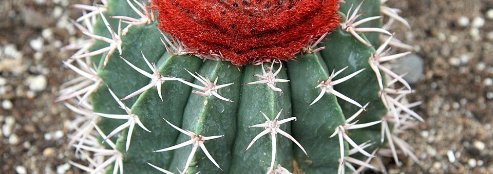 Melocactus zehntneri