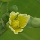 Limnocharis flava