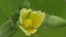 Limnocharis flava