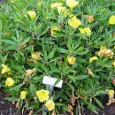 Oenothera macrocarpa