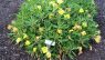 Oenothera macrocarpa