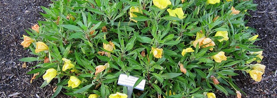 Oenothera macrocarpa