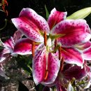 Lilium speciosum