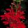 Lobelia cardinalis