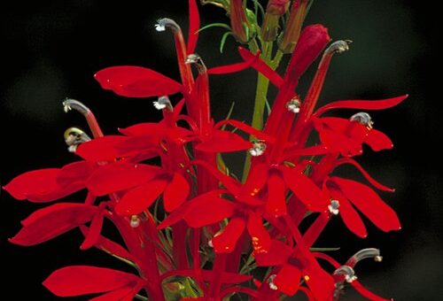 Lobelia cardinalis