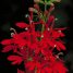 Lobelia cardinalis