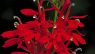 Lobelia cardinalis