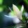 Magnolia × alba