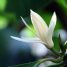 Magnolia × alba
