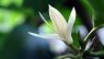 Magnolia × alba