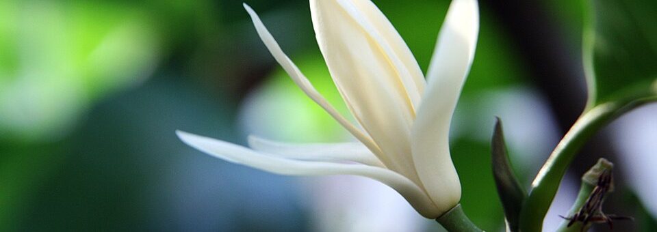 Magnolia × alba