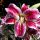 Lilium speciosum