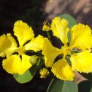 Stigmaphyllon tomentosum